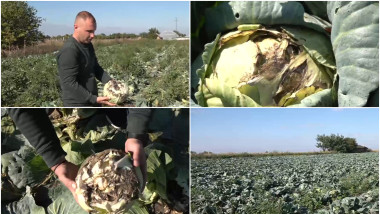 culturi varza distruse