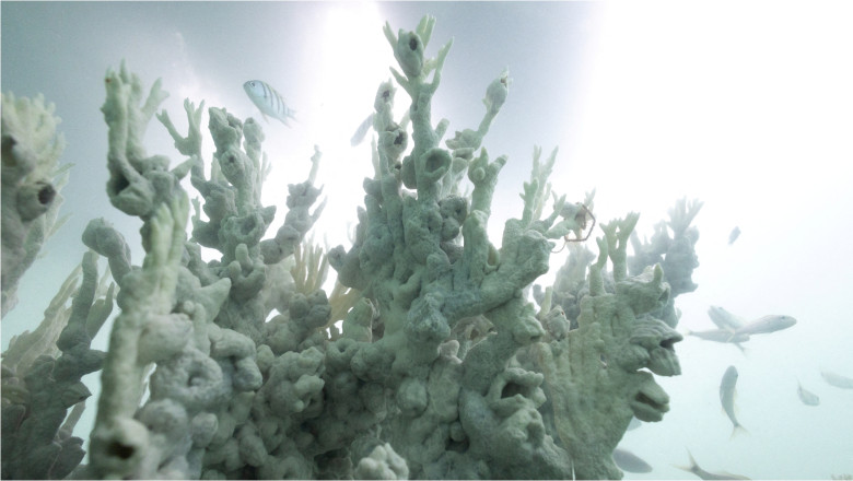 corali afectați de fenomenul de albire