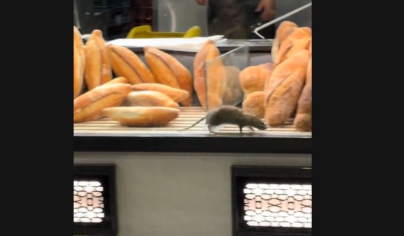 V pekarni v Bukarešti posneli podgano med izdelki, ANPC pekarno začasno zaprl