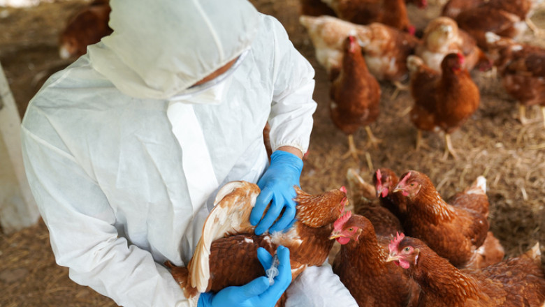 Germania ia măsuri contra gripei aviare. Aproximativ 400.000 de păsări au fost sacrificate