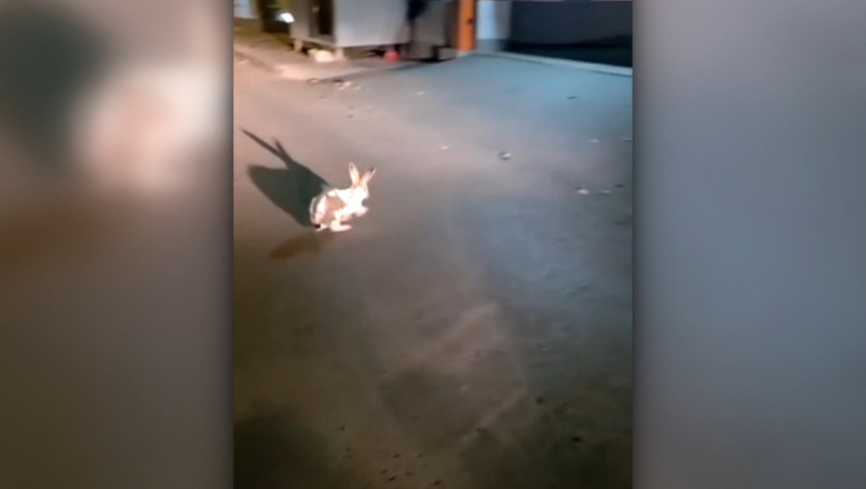 „Adjutantul Epure a salvat un iepure”. Jandarmii din Galați au intervenit pentru a ajuta un animal atacat. Momentul a fost filmat