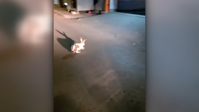 iepure fugind pe stradă în galați