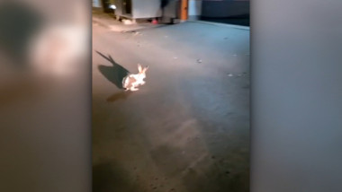 iepure fugind pe stradă în galați