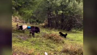 urs cu capul blocat intr-un butoi