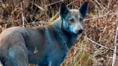 Imagine cu unul dintre câinii cu blana albastră de la Cernobîl.