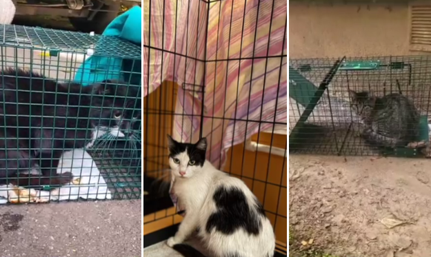 Poveștile animăluțelor salvate după explozia din Rahova. Peste 30 de suflete au fost recuperate de voluntari printr-o metodă inedită