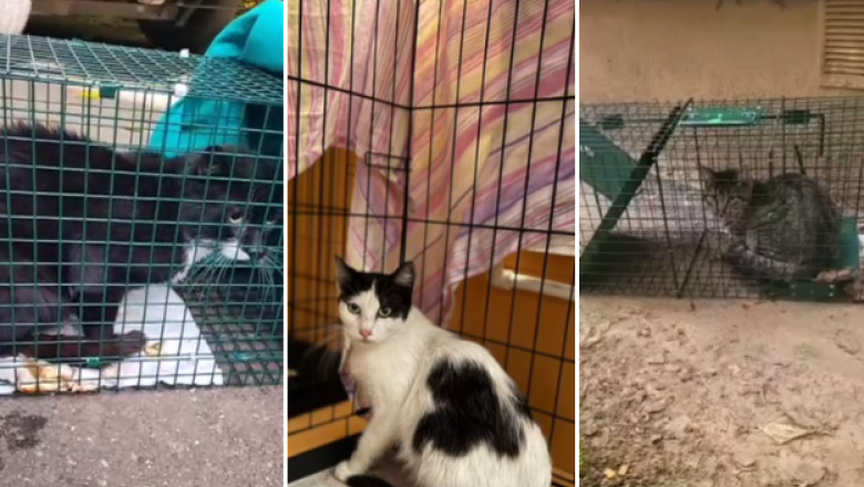 VIDEO  Poveștile animăluțelor salvate după explozia din Rahova. Peste 30 de suflete au fost recuperate de voluntari printr-o metodă inedită