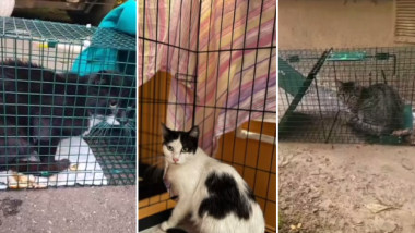 pisici salvate din blocul din rahova