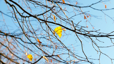 copaci-toamna-frunze