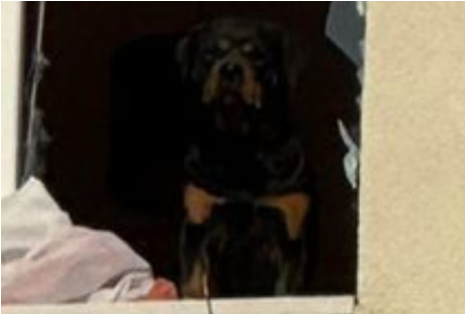 Povestea lui Jackie, câinele din Rahova care a rămas în apartamentul distrus de explozie, ca să îl apere. Cum a fost salvat animalul