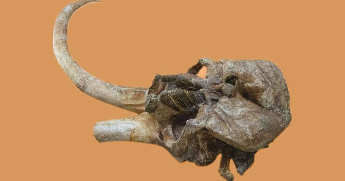 Craniul unui mamut vechi de 350.000 de ani va fi expus la Iași