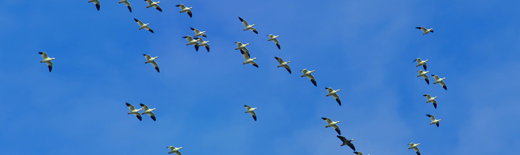 Zbor deasupra apelor