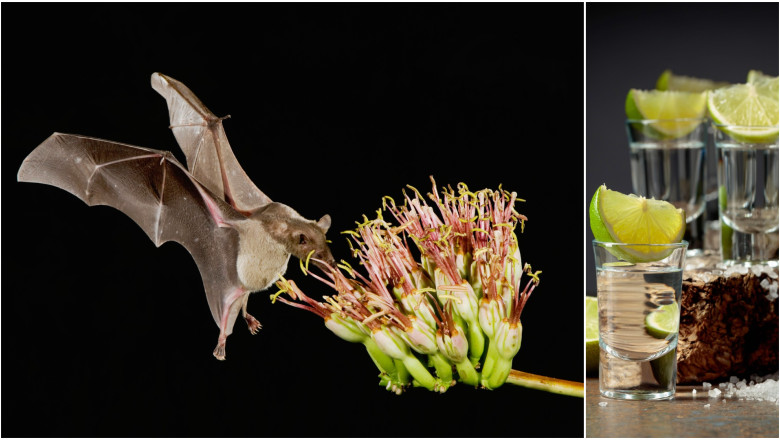 Fără lilieci, tequila ar dispărea. Cum salvează animalele băutura națională a Mexicului