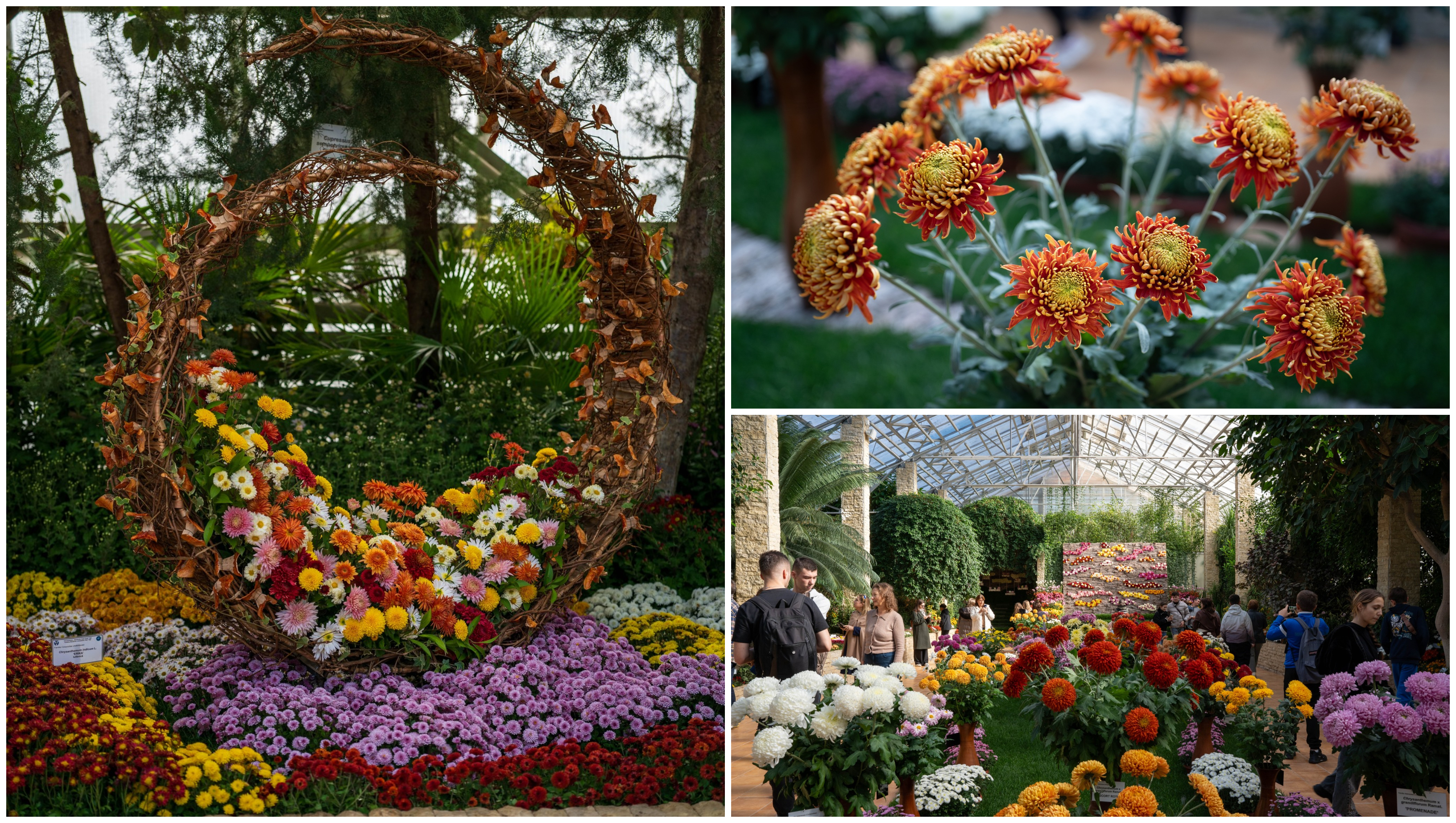 Grădina Botanică din România unde Carmen, Simona sau Andra sunt soiuri de crizanteme. Colecția numără peste 450 de tipuri