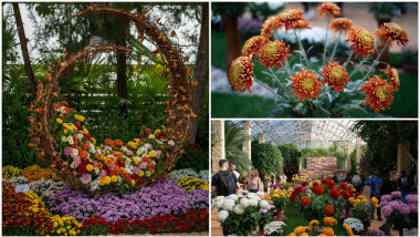 expozitie crizanteme iasi