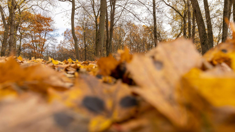 copaci-frunze-toamna