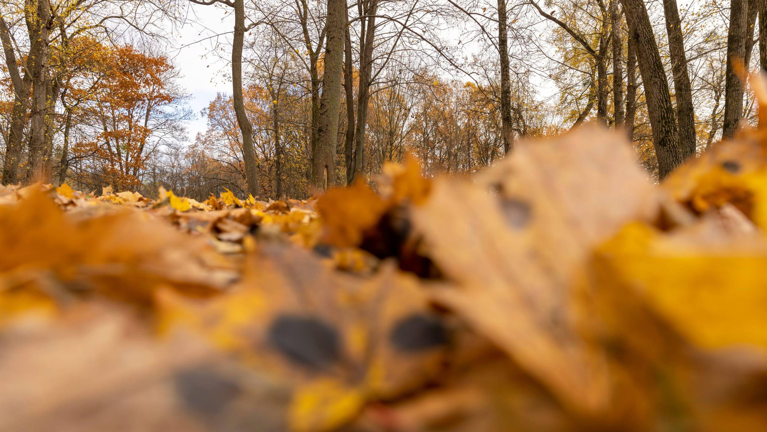 Cum va fi vremea până la începutul lunii decembrie. Prognoza meteo pentru următoarele patru săptămâni