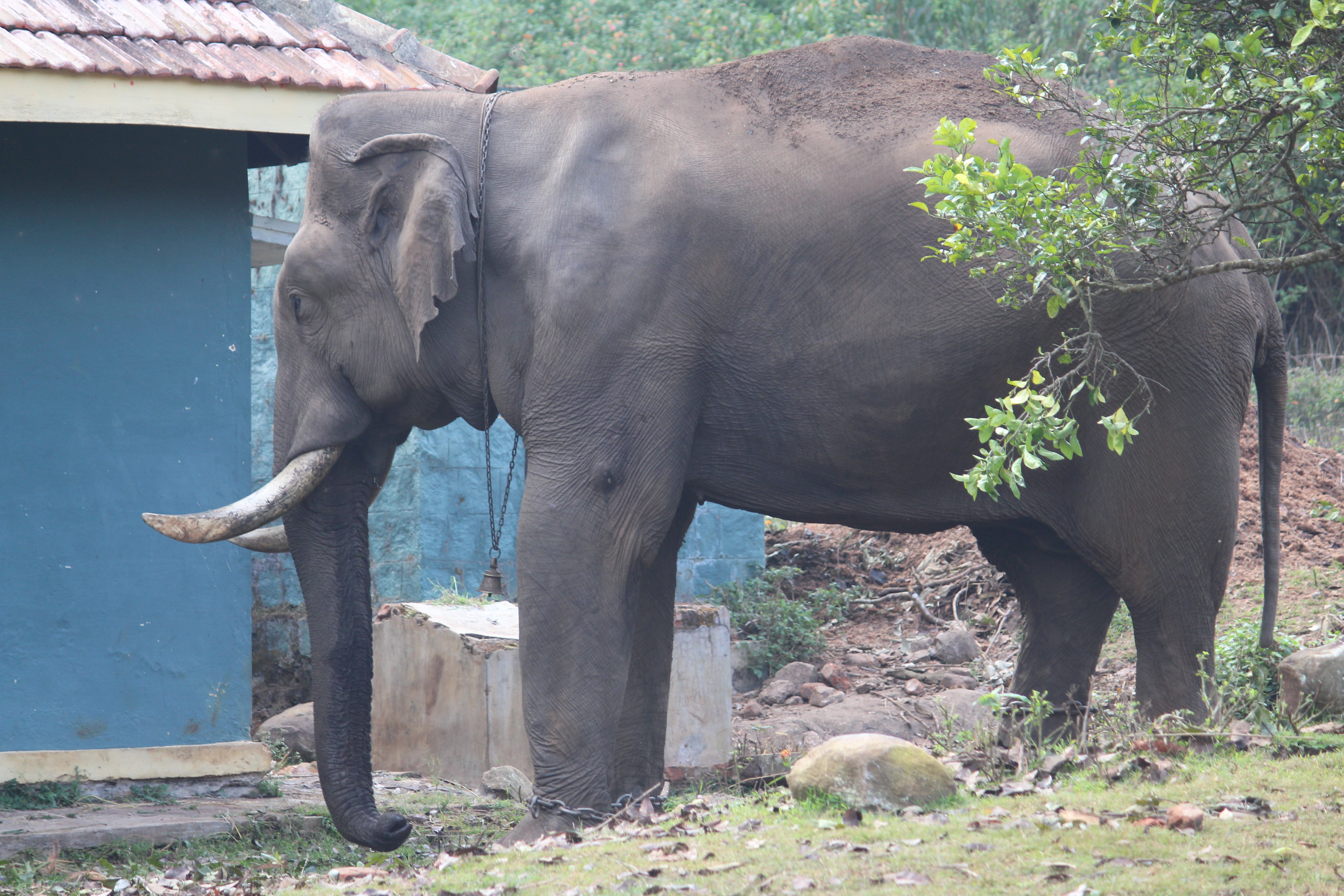 Cel mai singuratic elefant din lume a murit. Ce l-a ucis pe Shankar, pachidermul care a trăit singur din 2001