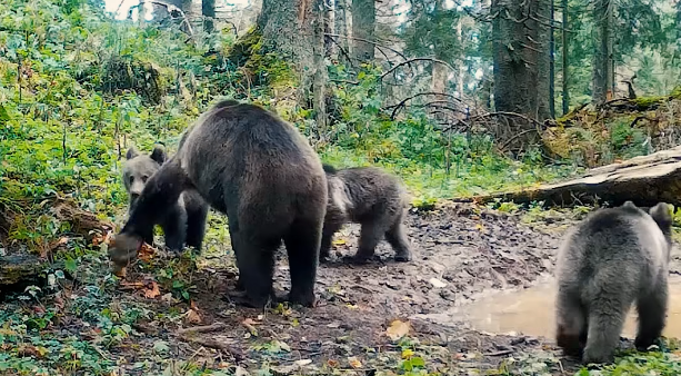 Imagini cu o ursoaică și trei pui, în Parcul Natural Apuseni, înregistrate de Romsilva