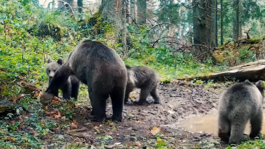 ursoaică cu trei pui