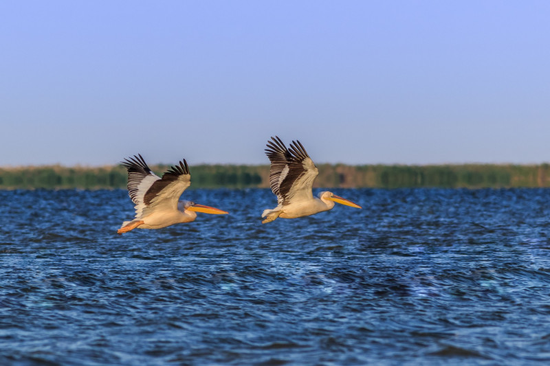 white pelicans in Danube Delta, Romania