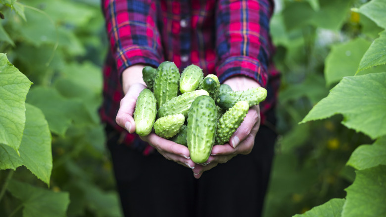 castraveti din gradina