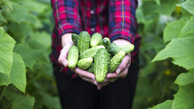 castraveti din gradina