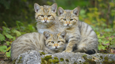 Wildcat Felis silvestris