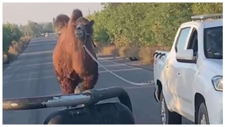 VIDEO  Scene neobișnuite pe frontul din Ucraina: O cămilă folosită de trupele ruse, capturată de soldaţii ucraineni lângă Harkov