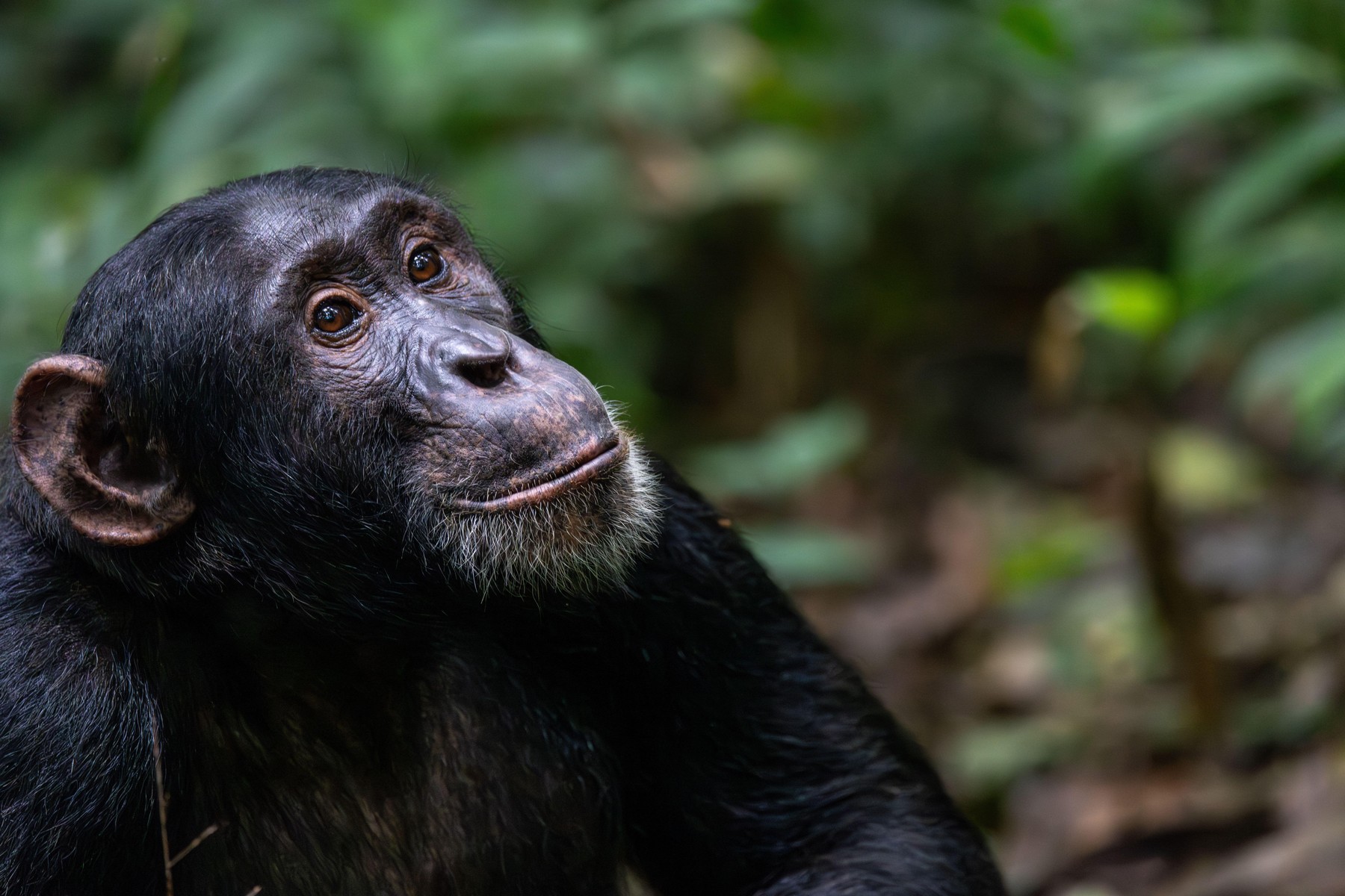 Cimpanzeii gândesc ca oamenii: renunță la convingerile vechi atunci când apar dovezi noi care le schimbă părerea