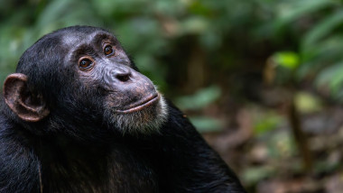 Chimp looking up
