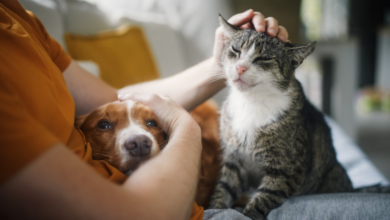 proprietar de caine si pisica