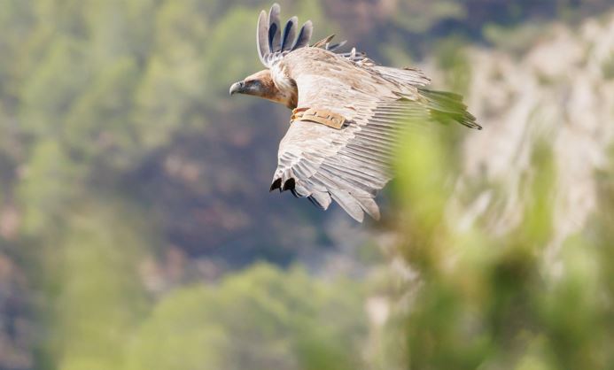 Vulturul sur, disparut de peste jumatate de secol in Romania, va fi readus in Munţii Fagaraş