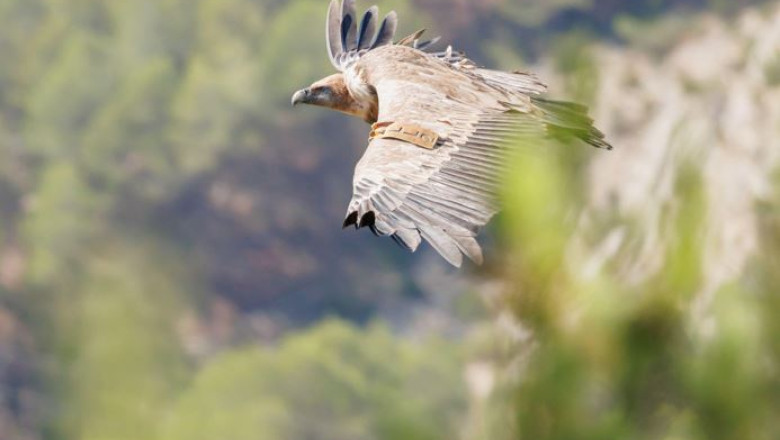 Vulturul sur (Gyps fulvus)