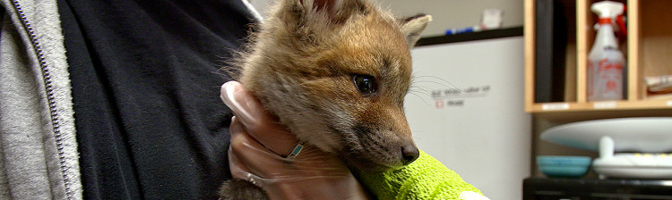 Speranță pentru natură: Generația următoare | ep. 1