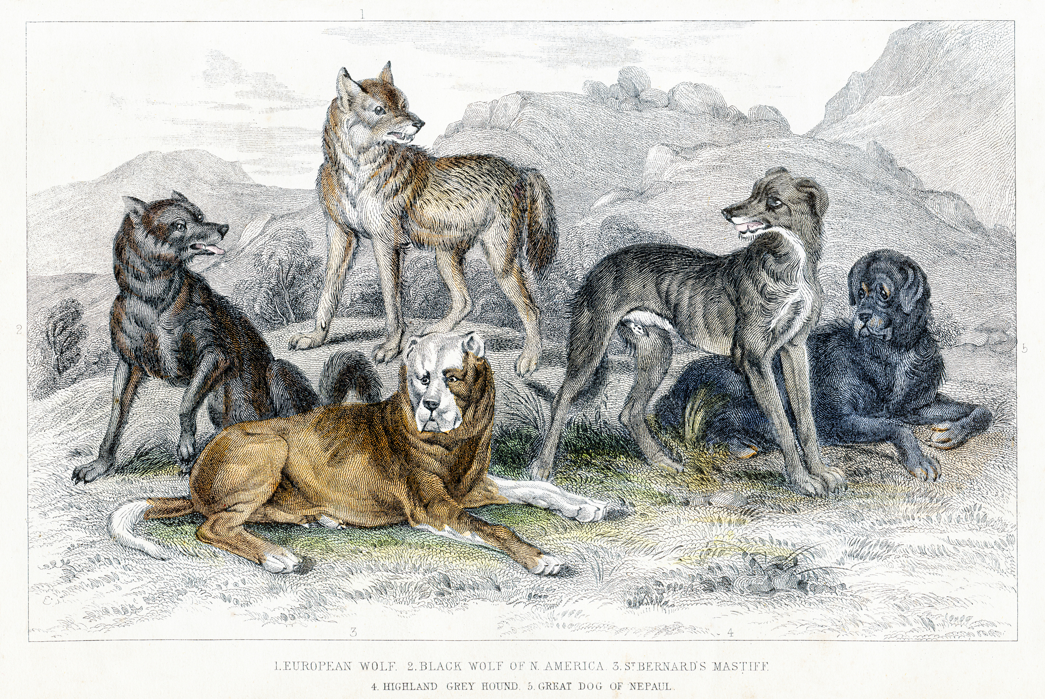 Diversitatea câinilor, mult mai veche decât se credea: un studiu arată variații în forme și dimensiuni încă de acum 11.000 de ani