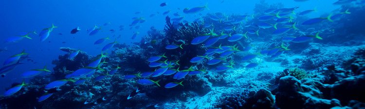 Pescuit în Pacificul de Sud | s3 ep. 4