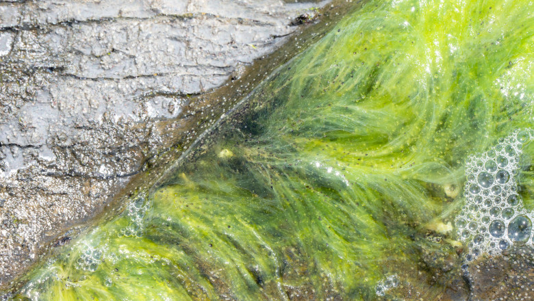 Filamentous green strands of photosynthetic algae.