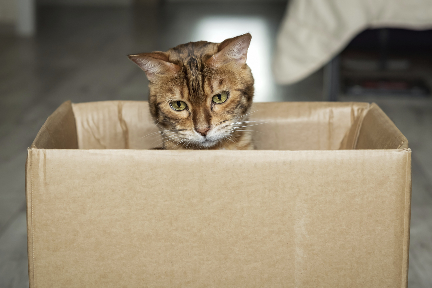 Germania. O pisică a fost trimisă din greşeală într-un colet