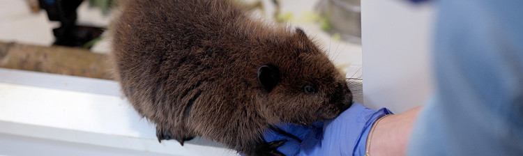 Speranță pentru natură: Generația următoare | ep. 4