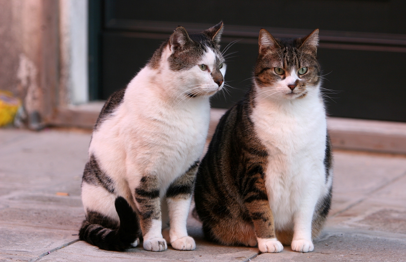 Scandal la Craiova din cauza limitării numărului de animale la bloc: Primăria, dată în judecată de proprietari de câini şi pisici