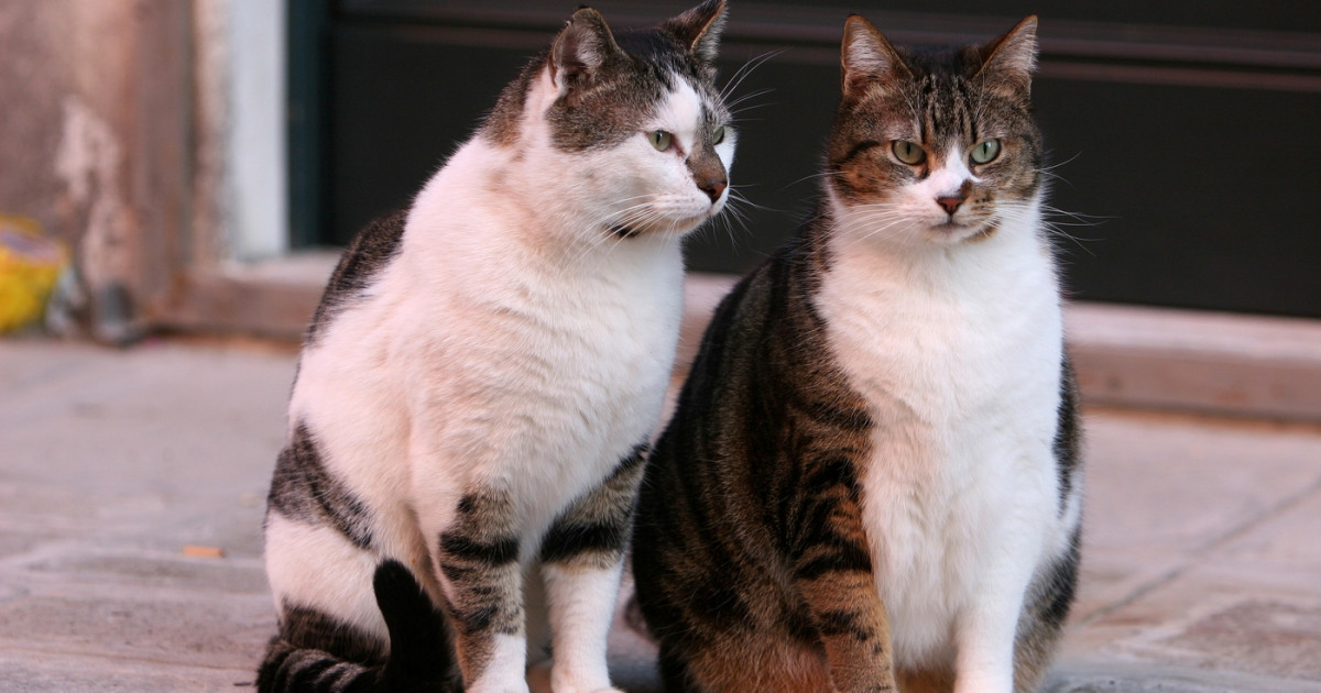 Scandal la Craiova din cauza limitării numărului de animale la bloc: Primăria, dată în judecată de proprietari de câini şi pisici