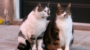 Katzen, Venedig, Venetien, Italien, Europa