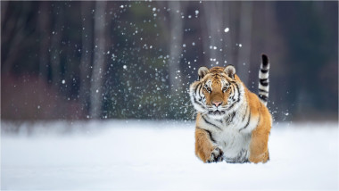 tigru siberian în zăpadă