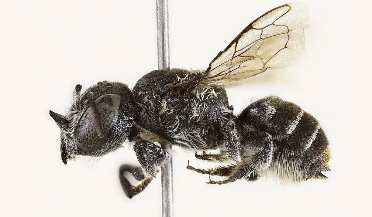 O nouă specie de albină a fost descoperită în Australia: are coarne și a fost numită Lucifer