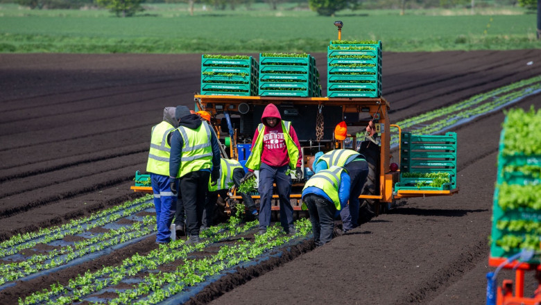 Farm workers plant celery, Ely, Cambridgeshire, UK - 17 Apr 2020