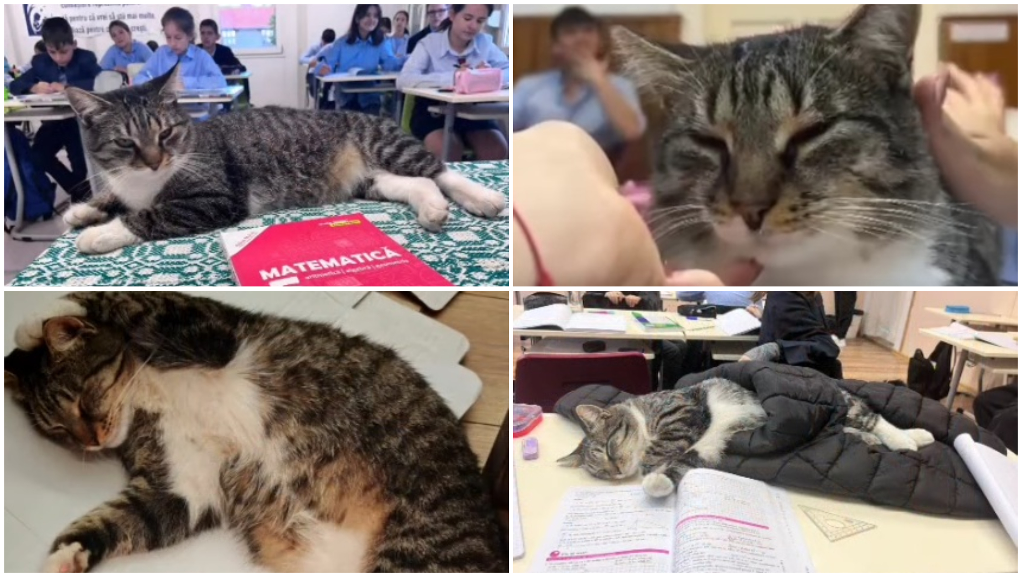 Motanul devenit vedetă într-un liceu din România. Mișu participă la cursuri și se bucură de atenția tuturor: „Este mascota școlii”