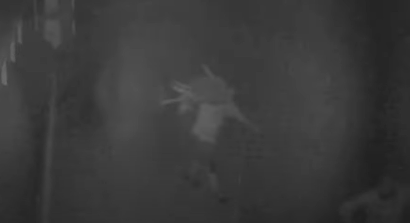 Trei români au furat 77 de oi de la o stână din Spania. Autoritățile au descris cum acționa banda de hoți