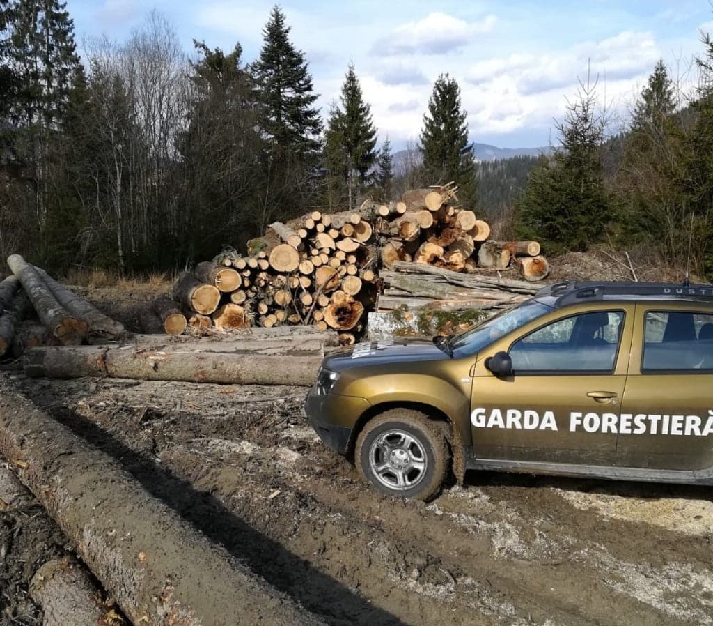 Guvernul a aprobat reorganizarea Gărzii Forestiere: crește numărul posturilor pentru angajații din teren