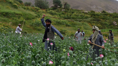 Operation to destroy drug farms continues in Afghanistan